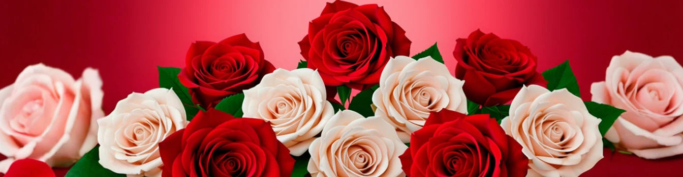 image of multi-colored roses on a gradient background of reds and pinks